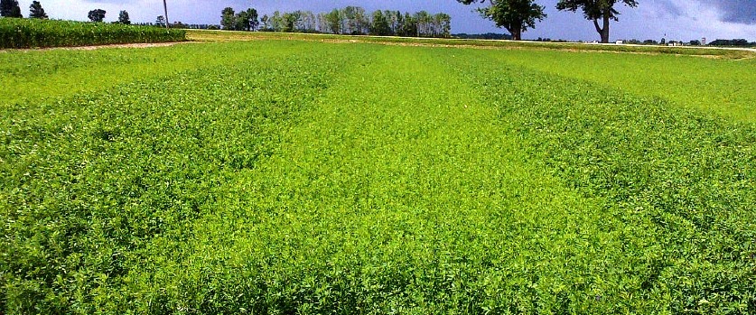 A lush, green field stretches into the distance on a sunny day, with trees lining the horizon. No landmarks or historical buildings visible.