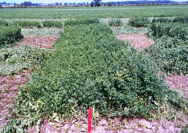 A cultivated field with overgrown sections of plants and marked plots, surrounded by flat farmland with a tree line in the distant background.