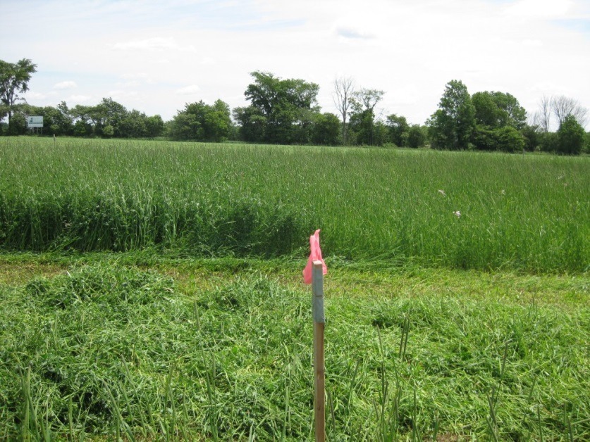 A field of tall green grass with a marker in the foreground, pink ribbon, and trees in the background under a cloudy sky.