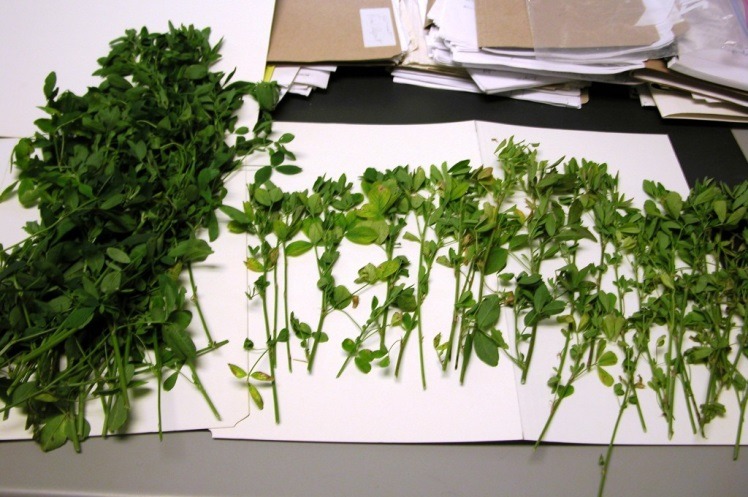 Various green plants are laid out on white sheets atop a table with a stack of papers and manila folders in the background.