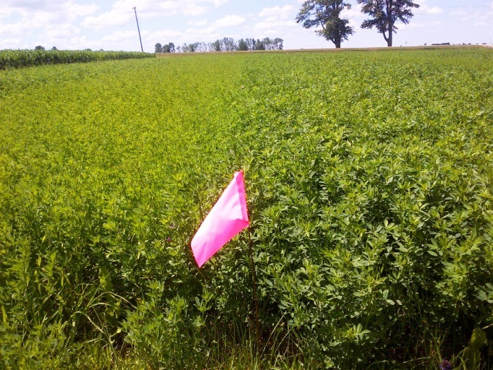 A pink flag stands in a lush, green field, distant trees under a blue sky with scattered clouds. No landmarks or historical buildings visible.