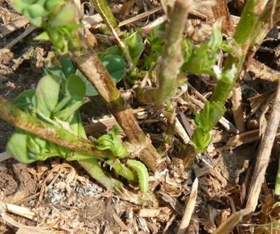 Close-up of plant stems with new green buds emerging from the soil, surrounded by dried leaves and twigs on the ground. No landmarks visible.