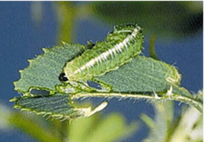 A green caterpillar is on a leaf, surrounded by partially eaten leaves, against a blurred nature background. No recognizable landmarks or historical buildings are visible.