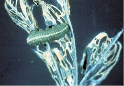 A green caterpillar is feeding on a plant with visibly damaged and partially eaten leaves. The background is a dark, solid color.