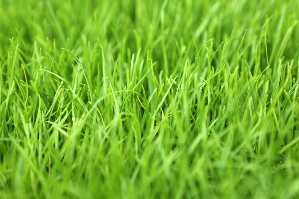 Close-up image of vibrant green grass blades, densely packed together, creating a lush, fresh and healthy appearance, without any visible landmarks or buildings.