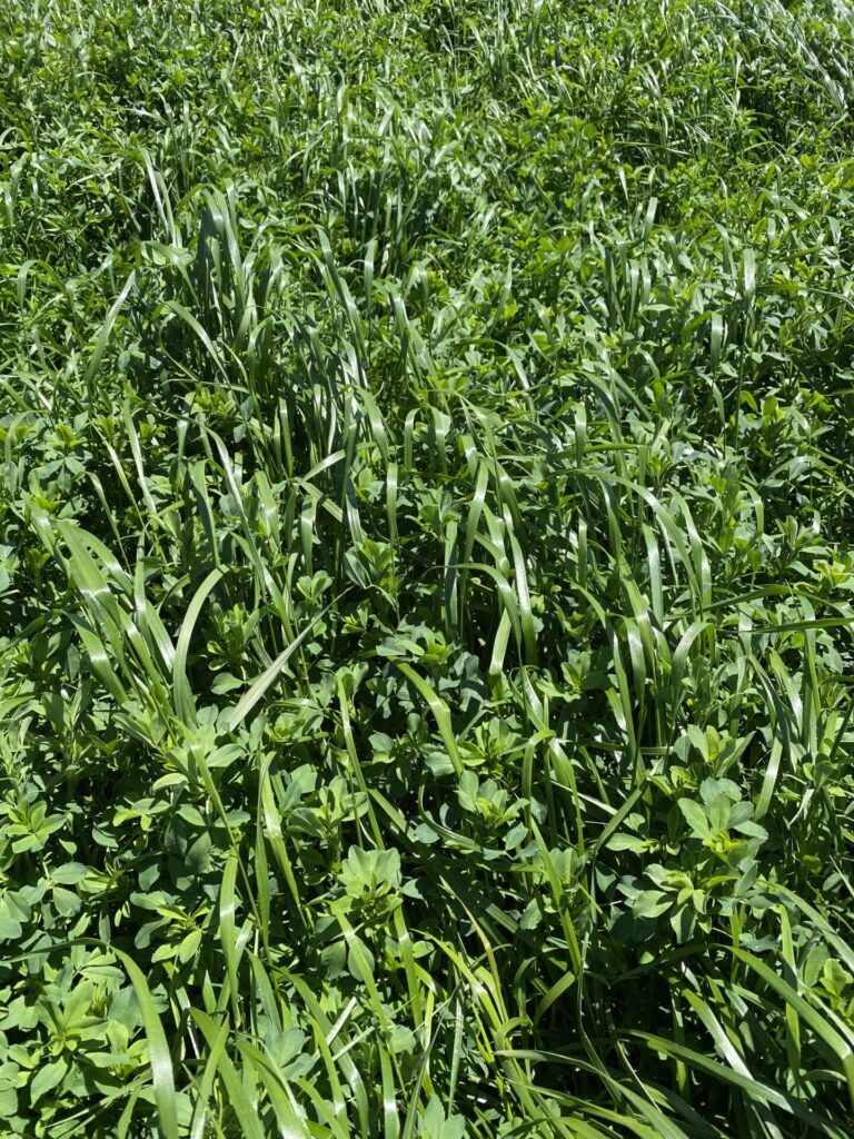 A close-up of dense, green grass and leafy plants in a field under sunlight. No landmarks or buildings are visible in the image.