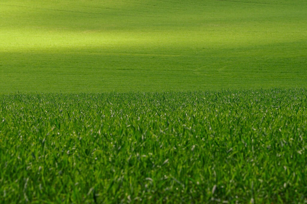 A vast green field with lush grass, bathed in sunlight, showing a serene, open landscape with no visible people or landmarks.