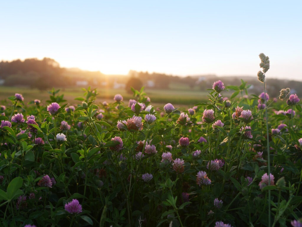 A field of pink clover flowers basks in the soft morning light, with distant hills and a clear sky in the background.