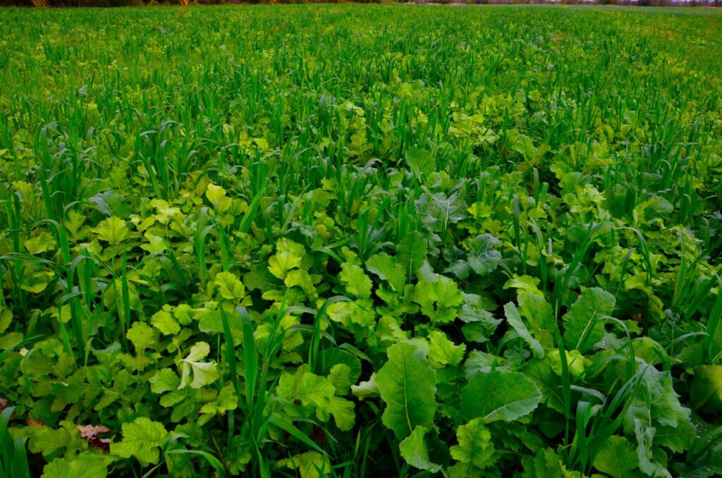 A lush, green field filled with dense vegetation. No recognizable landmarks or historical buildings in the background. The image evokes a serene, natural setting.