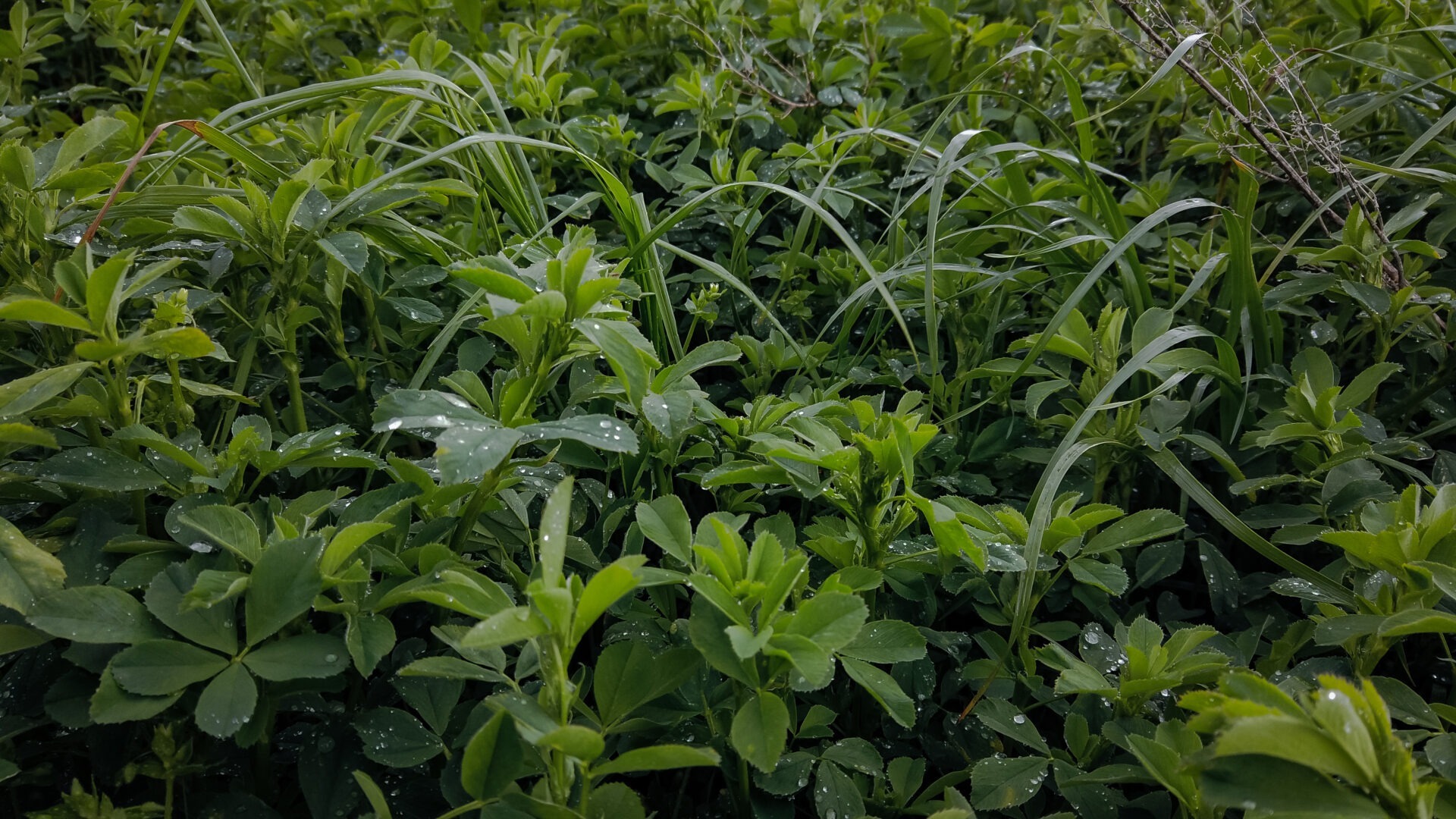 A close-up of lush, green foliage with droplets of water. No landmarks or historical buildings are visible in the image.