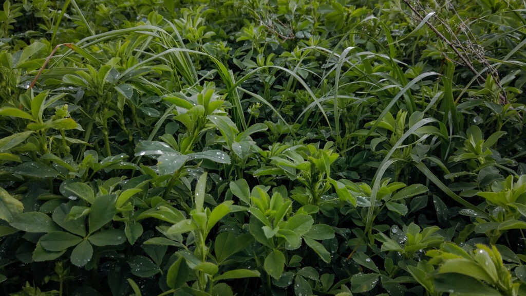 Close-up image of lush green plants and grass with water droplets, showcasing a natural, fresh vegetation scene. No landmarks or historical buildings present.