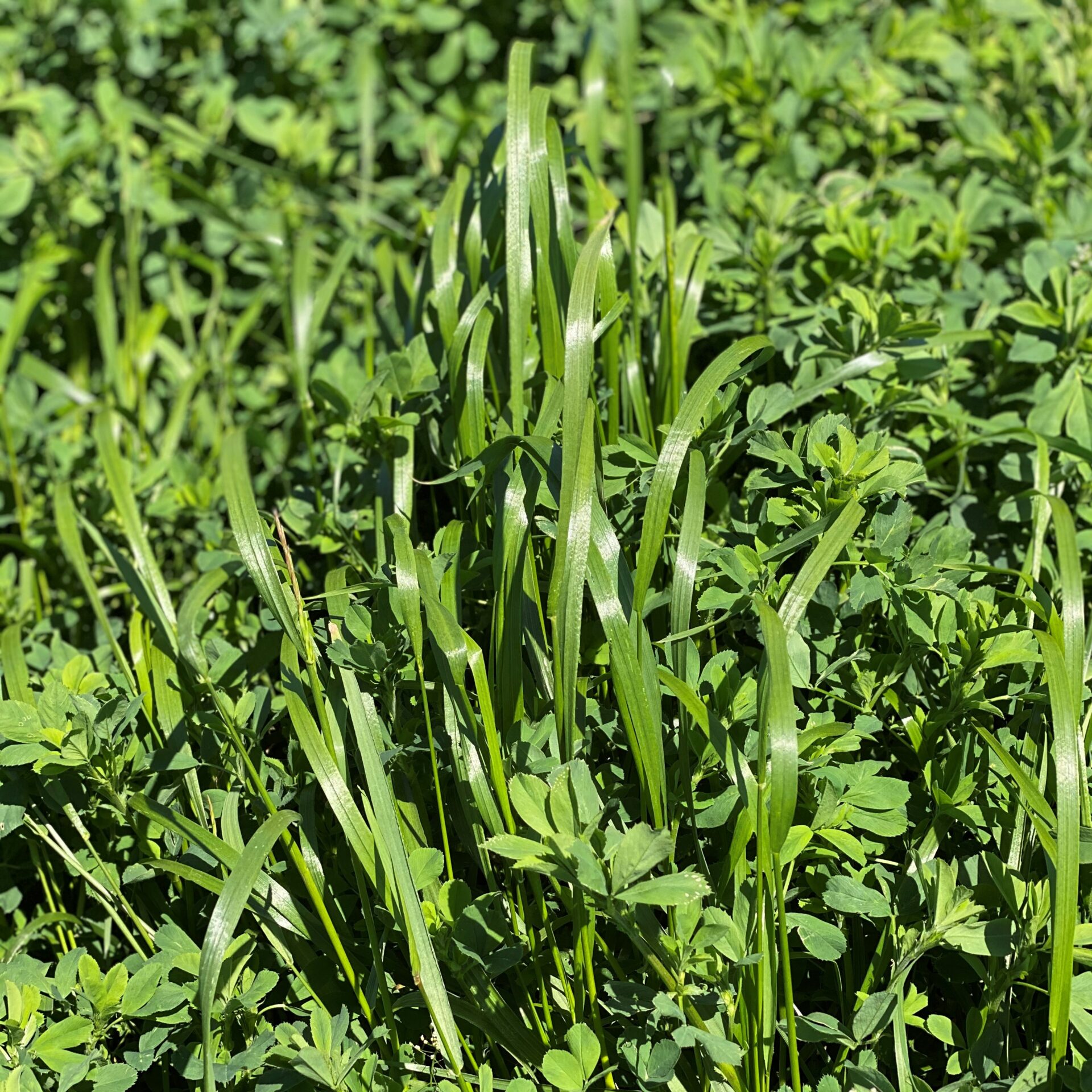 Close-up of lush green grass and foliage in an outdoor setting, showcasing vibrant, healthy vegetation under natural sunlight.