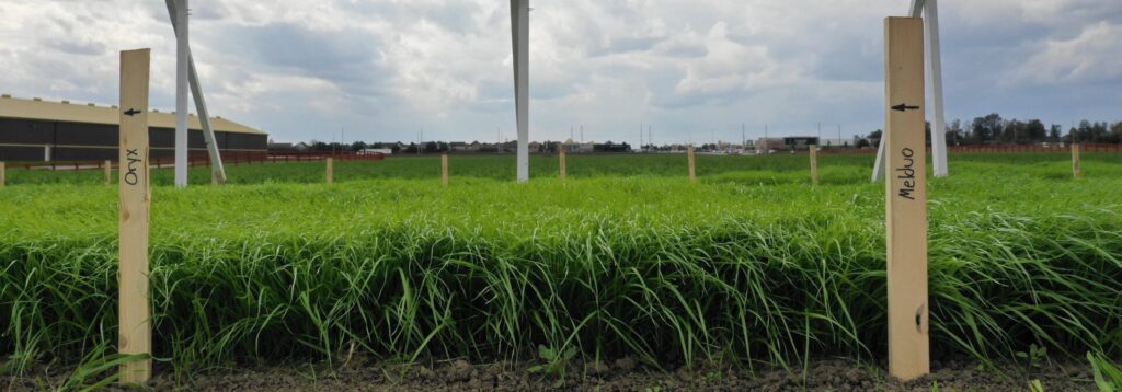 The image shows a lush green field with tall grass, marked by wooden stakes, and buildings in the background under a cloudy sky.