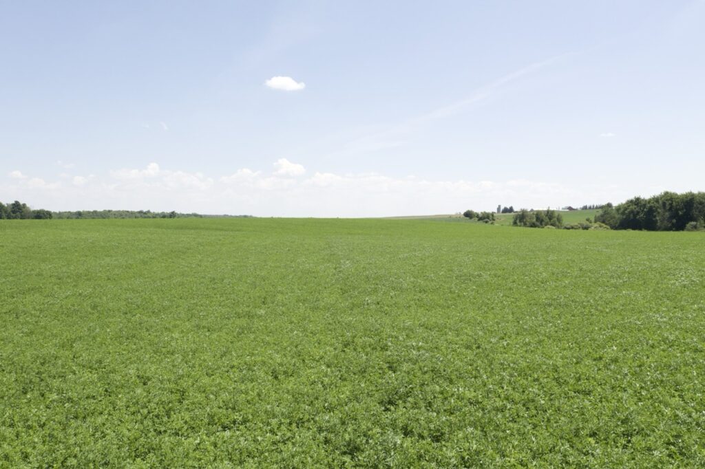 A vast, green field extends to the horizon under a clear blue sky with some scattered clouds, surrounded by distant trees.