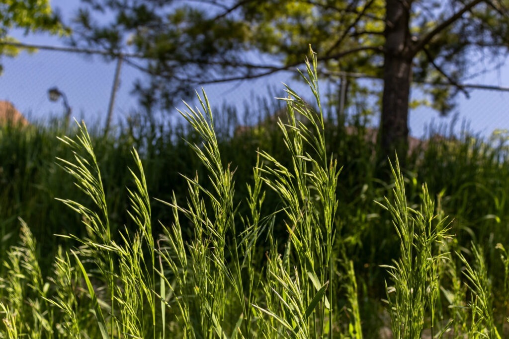 Tall green grass in the foreground, with trees, a fence, and a blue sky in the background on a sunny day.