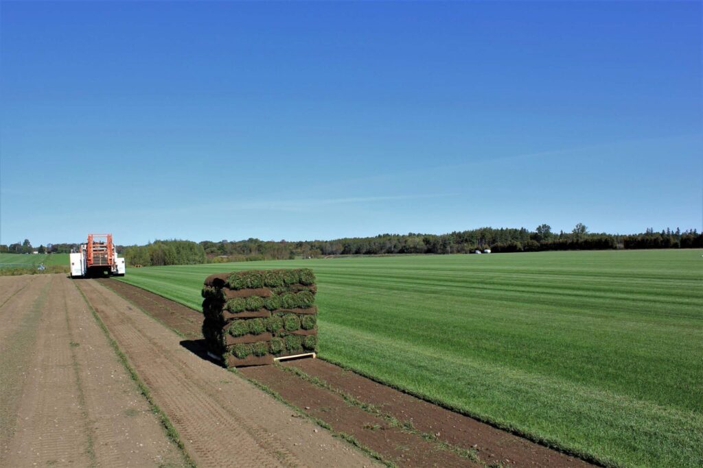 A large, open field of cultivated grass with stacked turf rolls and a piece of farming equipment under a clear blue sky with distant trees.