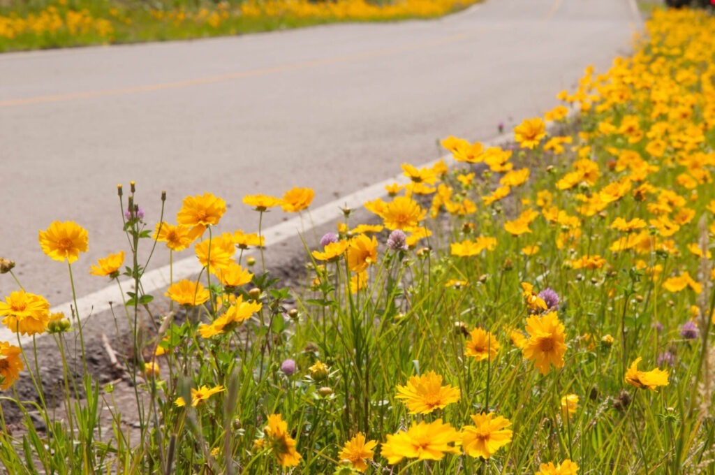 Bright yellow flowers line a peaceful, curving road, creating a vibrant and inviting natural scene on a sunny day. No landmarks are visible.