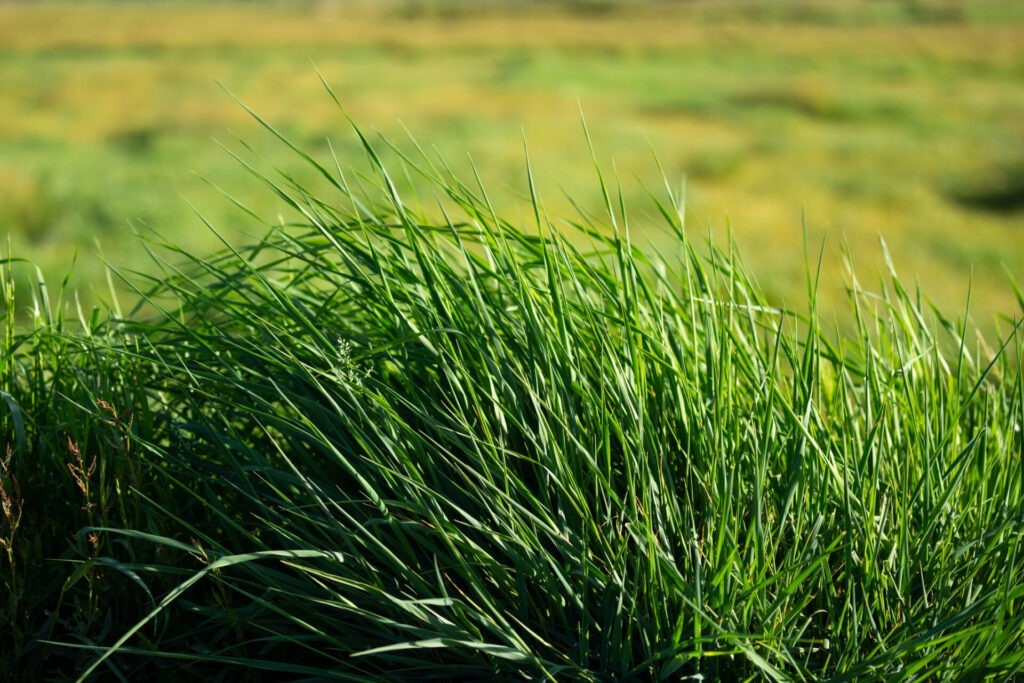 A close-up of tall, lush green grass with a blurry background of a grassy field under sunlight. No people or structures are visible.