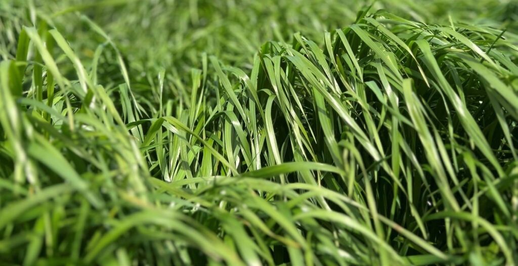 Close-up of tall, vibrant green grass blades swaying in the wind, with a soft focus effect highlighting their lush texture and natural beauty.