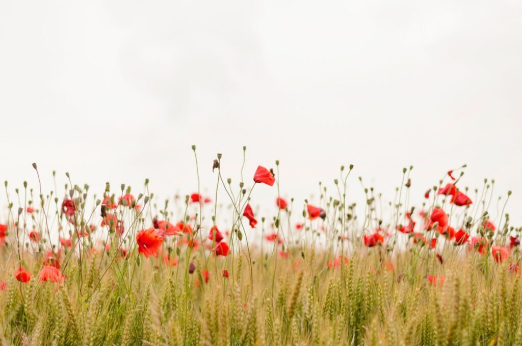 A field of red poppies sways gently in the breeze against a serene, overcast sky, creating a tranquil and picturesque scene.