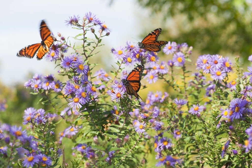 Three monarch butterflies on blooming purple flowers in a sunny garden, surrounded by greenery and clear skies. No people or buildings present.