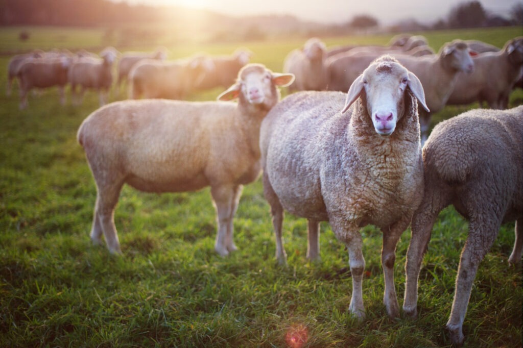 A flock of sheep grazing on a green grassy field during sunrise, creating a serene and pastoral scene with warm light.