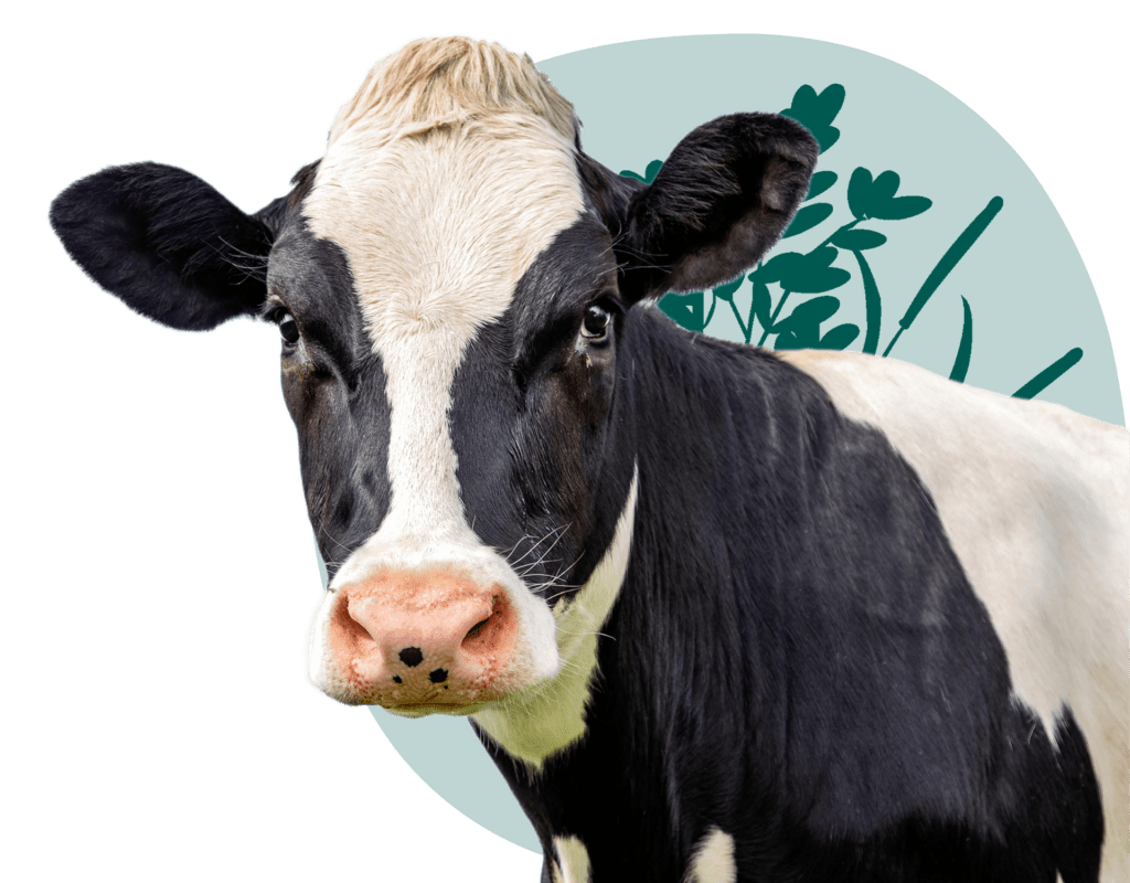 Close-up image of a black and white cow with a green background, focusing on the animal's face and prominent pink nose.