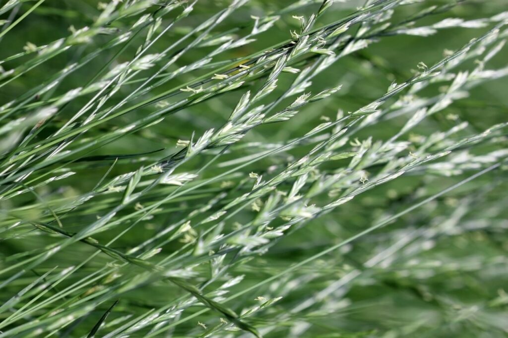 Close-up of green grass blades swaying in the wind, with a blurred background of additional grass and foliage. No landmarks or buildings visible.