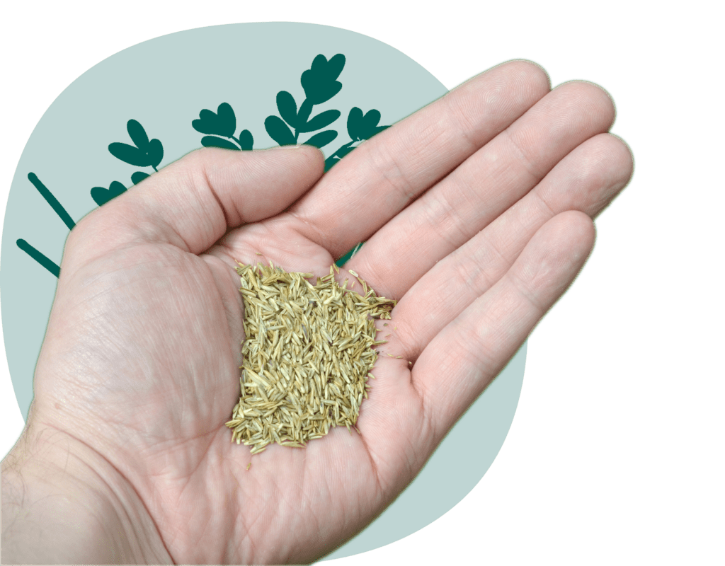 A person's hand is cupped, holding a small pile of grass seeds against a green background with faint leaf-like patterns.