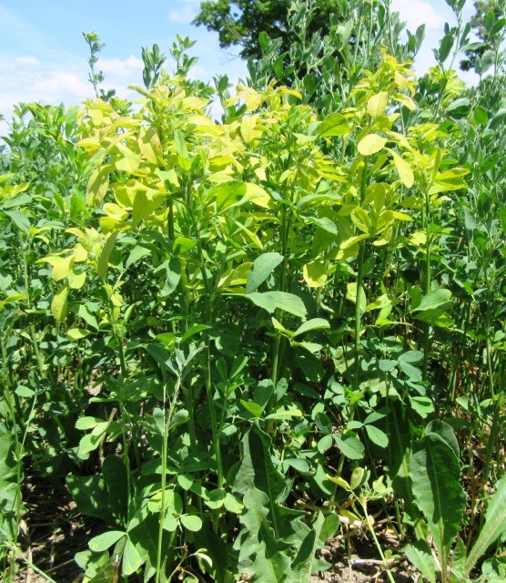 A close-up view of healthy green and yellowish foliage in a sunny outdoor environment, with a blue sky and trees in the background.