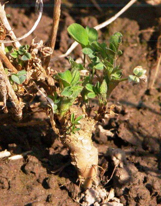 A young, leafy plant with green shoots growing from a woody base, emerging from soil, surrounded by dry twigs and ground debris.