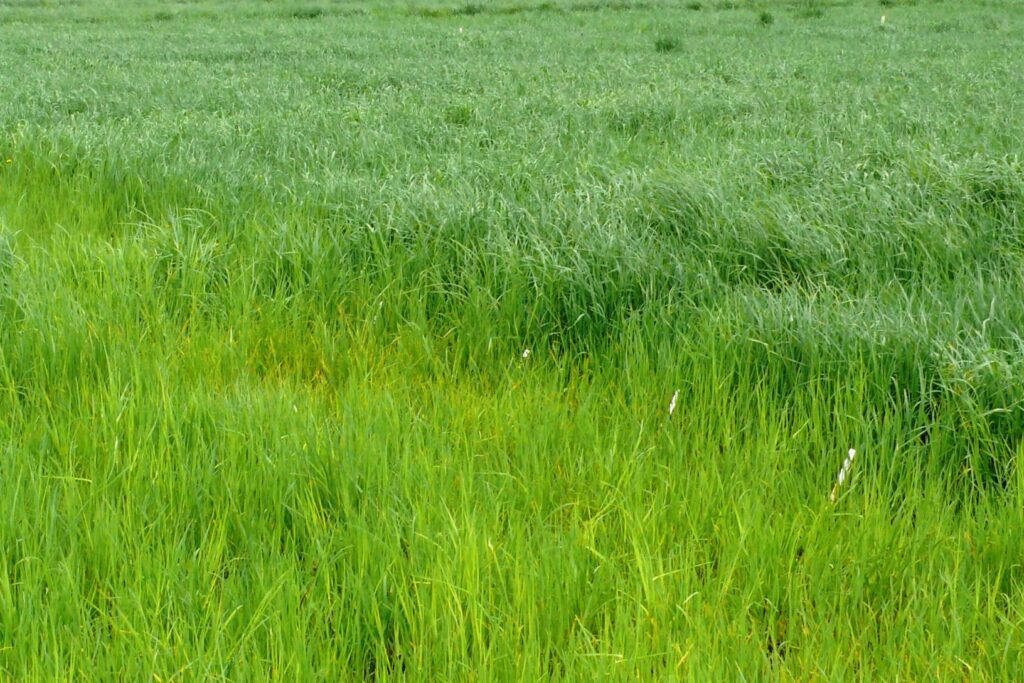 A lush, green field with tall grass. The image captures the serene simplicity of the natural landscape, with no landmarks or buildings visible.