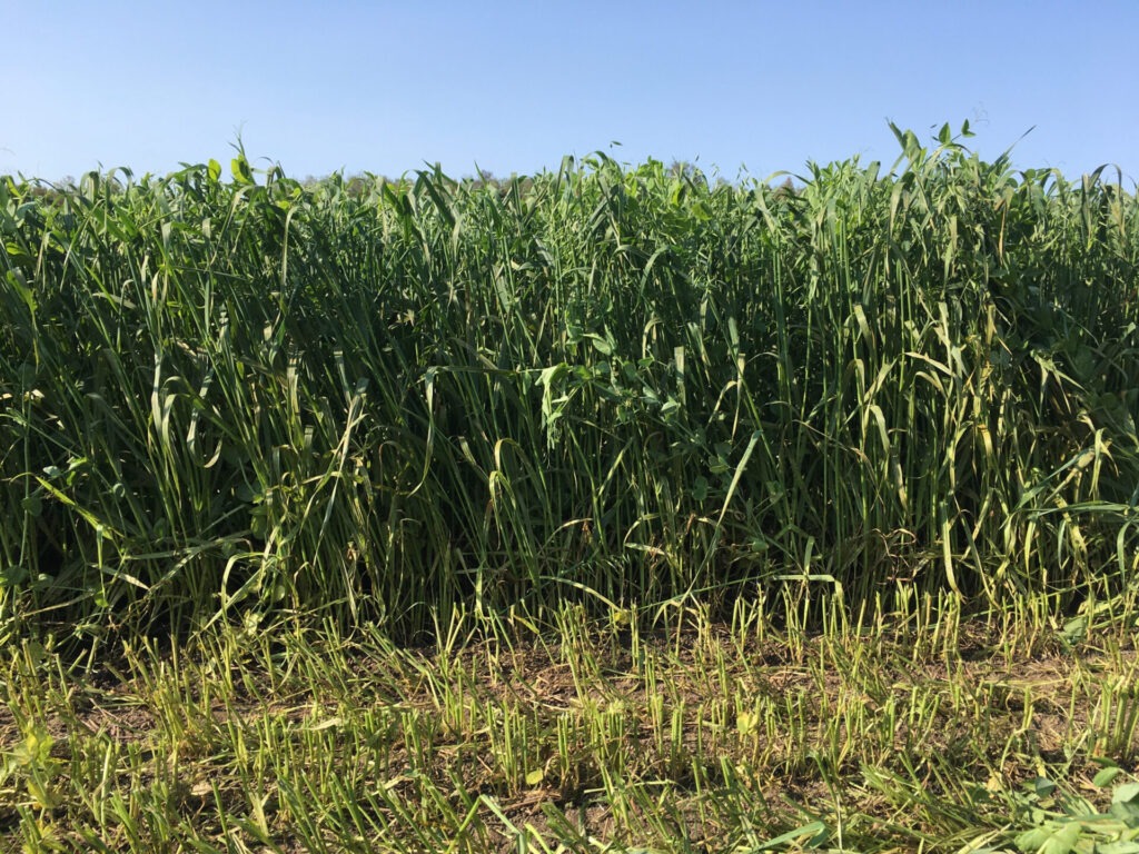 A lush, tall green crop growing in a field under a clear blue sky, with the ground visible in the foreground. No landmarks present.