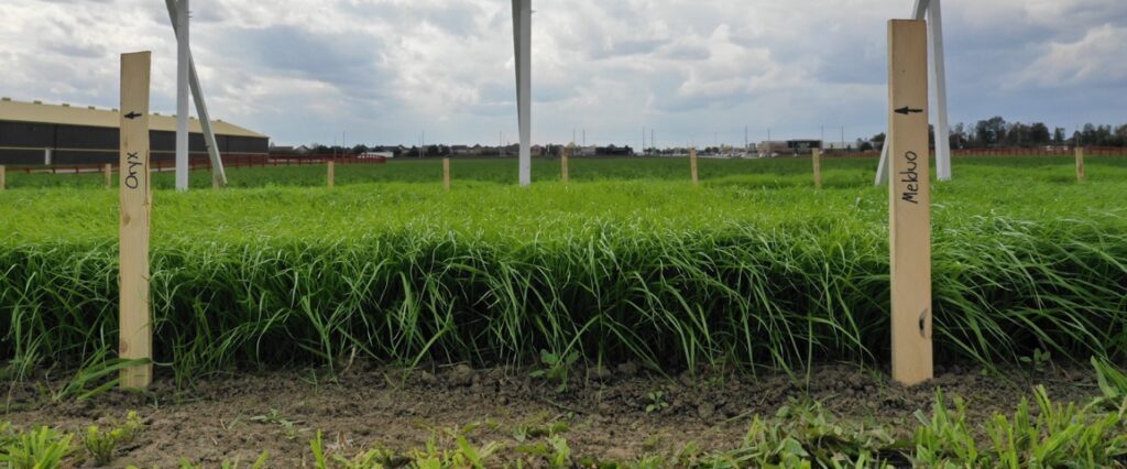 A green field with wooden stakes labeled "Onyx" and "Medivo" under a cloudy sky; unidentified structures visible in the background.