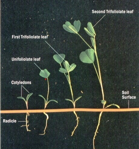 A labeled diagram illustrates the growth stages of a plant, showcasing cotyledons, unifoliolate, and trifoliolate leaves, along with the soil surface and radicle.