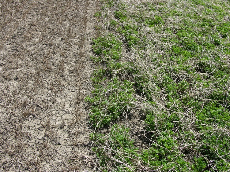 This image shows a field divided into two sections: one barren and dry, the other green with plants and dry vegetation.