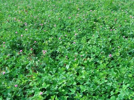 A lush green field densely filled with clover plants, dotted with small pink flowers. No people or recognizable landmarks are visible.