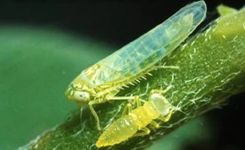 Two greenish, translucent insects are on a green plant stem. One is larger and more elongated, while the other is smaller and segmented.