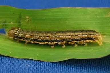 A caterpillar with dark stripes rests on a green leaf against a blue background. No buildings or landmarks are present.