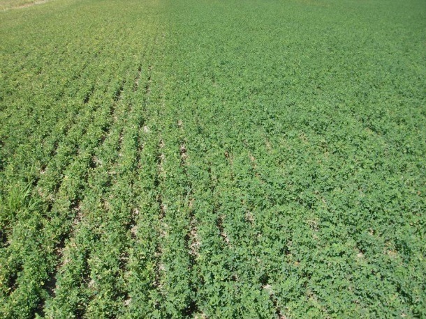 A lush, green agricultural field with evenly spaced rows of plants, viewed from above, with no visible people or structures.