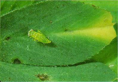 A small green insect sits on a large green leaf, blending into its surroundings. The image has a natural, close-up perspective.