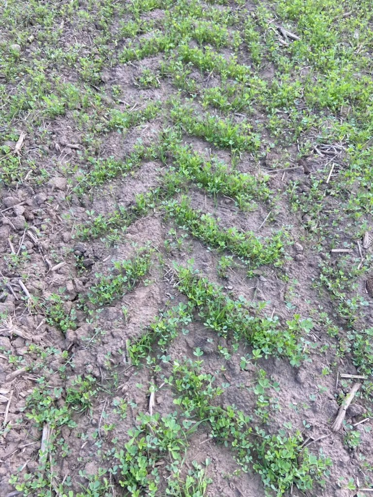 A close-up view of green plants sprouting in tire tracks within a dirt field, showcasing new growth and textured soil.