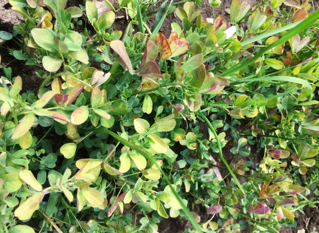 Close-up of green and yellowish foliage with small leaves, capturing a variety of plants and grass intricately intertwined in a natural setting.