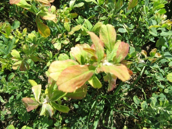 Close-up image of green plants with several leaves displaying a yellow to red discoloration, likely indicating disease or nutrient deficiency. No landmarks present.