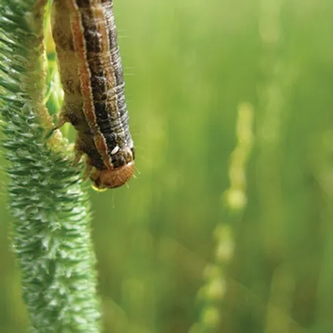 A brown caterpillar clings to a green plant stalk in a blurred, natural outdoor setting with green foliage in the background.