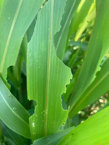 A green leaf with a bite pattern resembling the shape of the U.S. state of New Hampshire in bright daylight. No landmarks are visible.