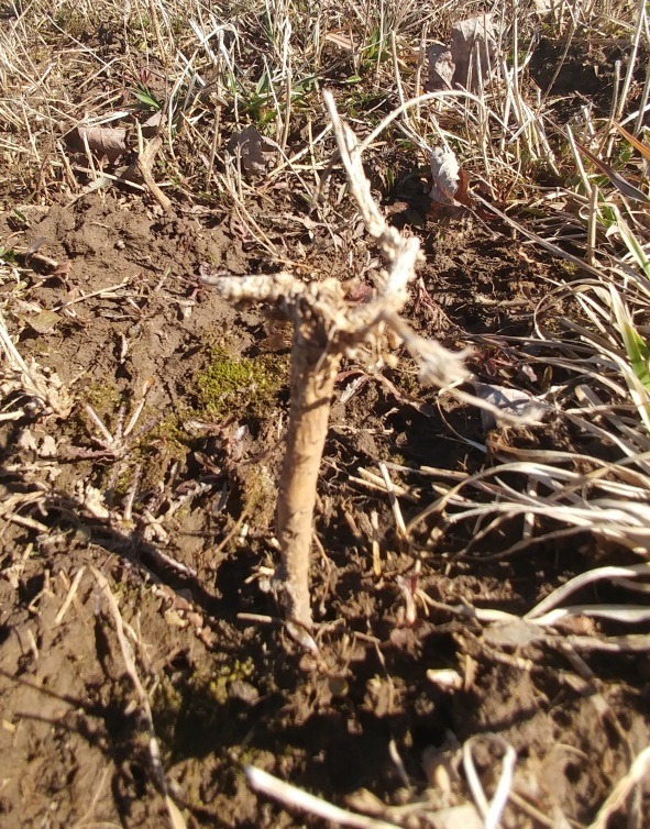 A close-up of a small, dry plant or root in a patch of soil surrounded by dry, brown grass and a few green plants.