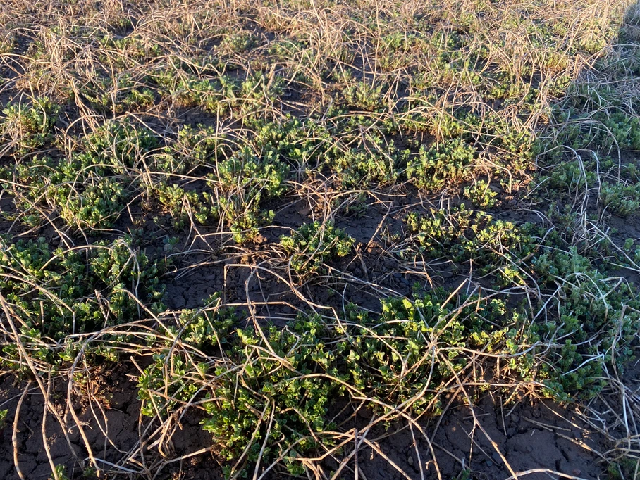 A dry field with patches of green vegetation emerging amid the brown, brittle stems, photographed under sunlight. No landmarks or buildings are visible.