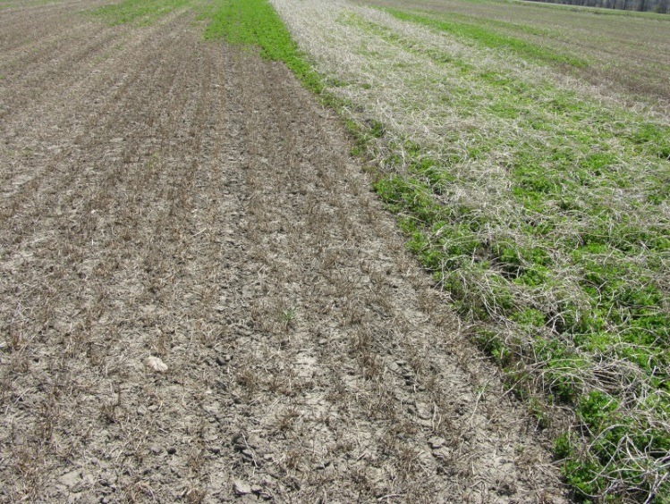 A rural field featuring three distinct crop sections: barren soil, partially grown plants, and lush green vegetation under a clear sky.