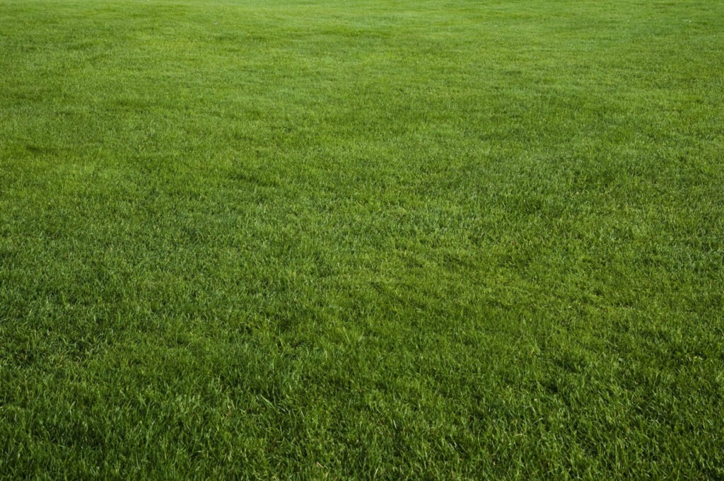 A lush, green grassy field with no visible landmarks or buildings, under natural daylight, showcasing dense, healthy grass growth across the area.